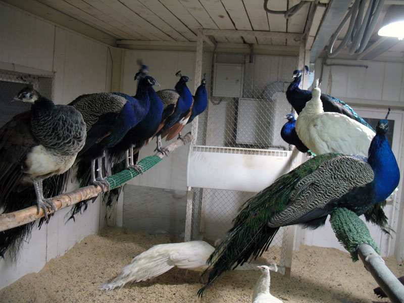 Зоопарк. Павлины