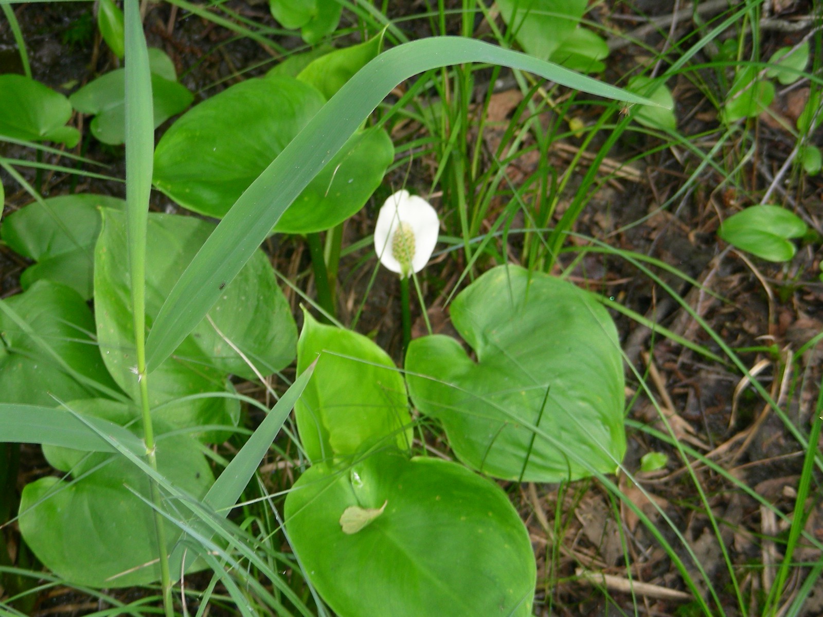 Болотная флора Татьяна Ковальчук