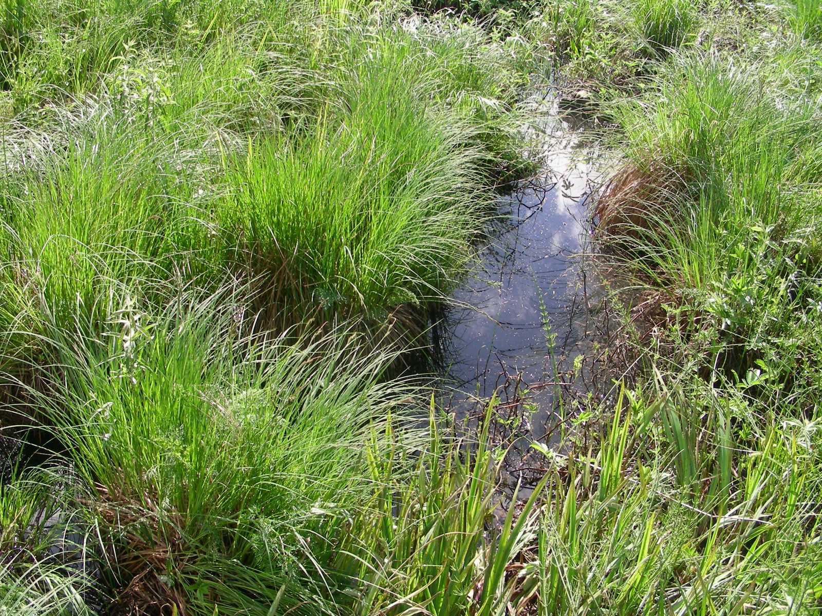 Тропа по Плавницкому болоту, © Татьяна Ковальчук