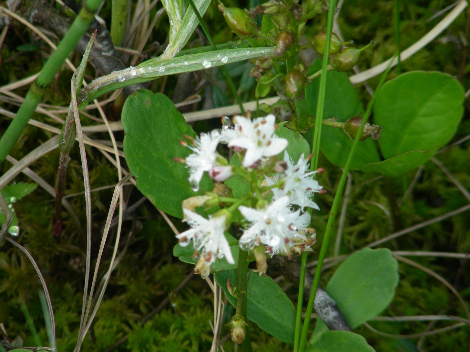 Болотная флора, © Татьяна Ковальчук