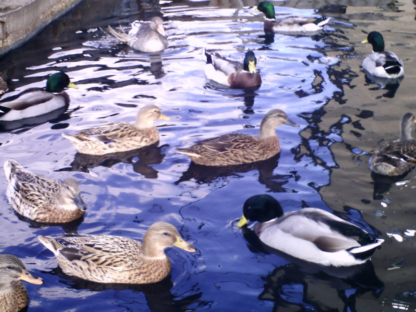 Утка - птица неприхотливая, но чистую воду любит