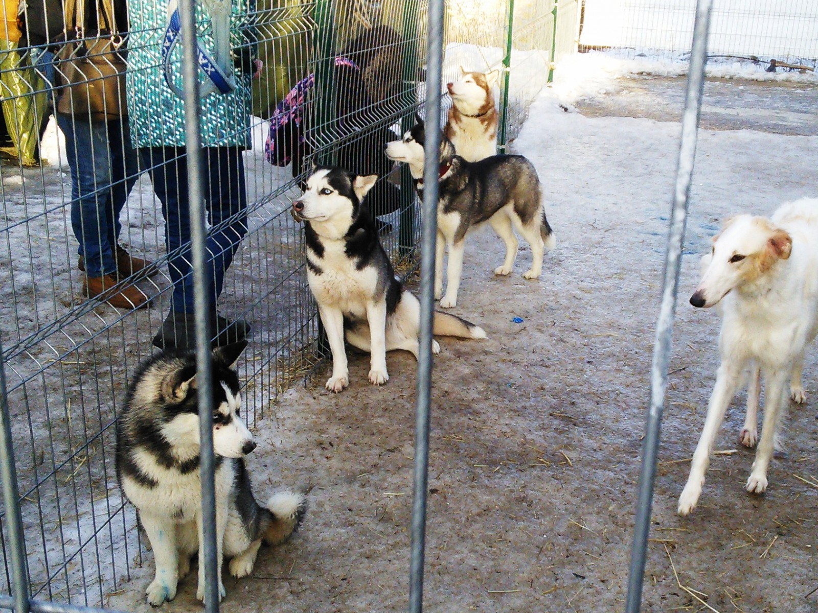 В вольере хаски, фото Константин Исааков