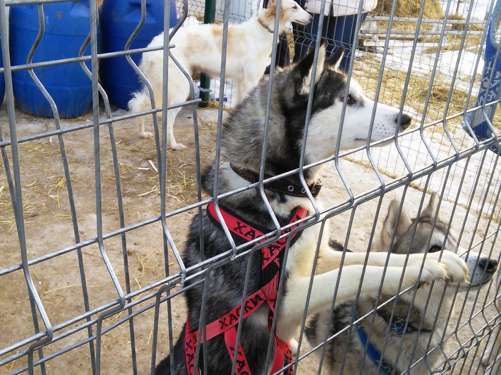 Друг, может, покормишь..., фото Константин Исааков