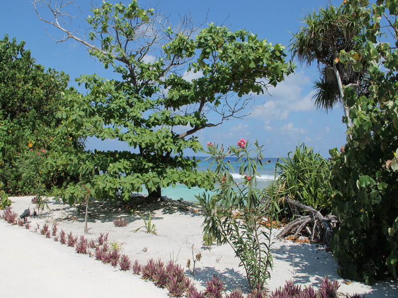 Остров очень зеленый