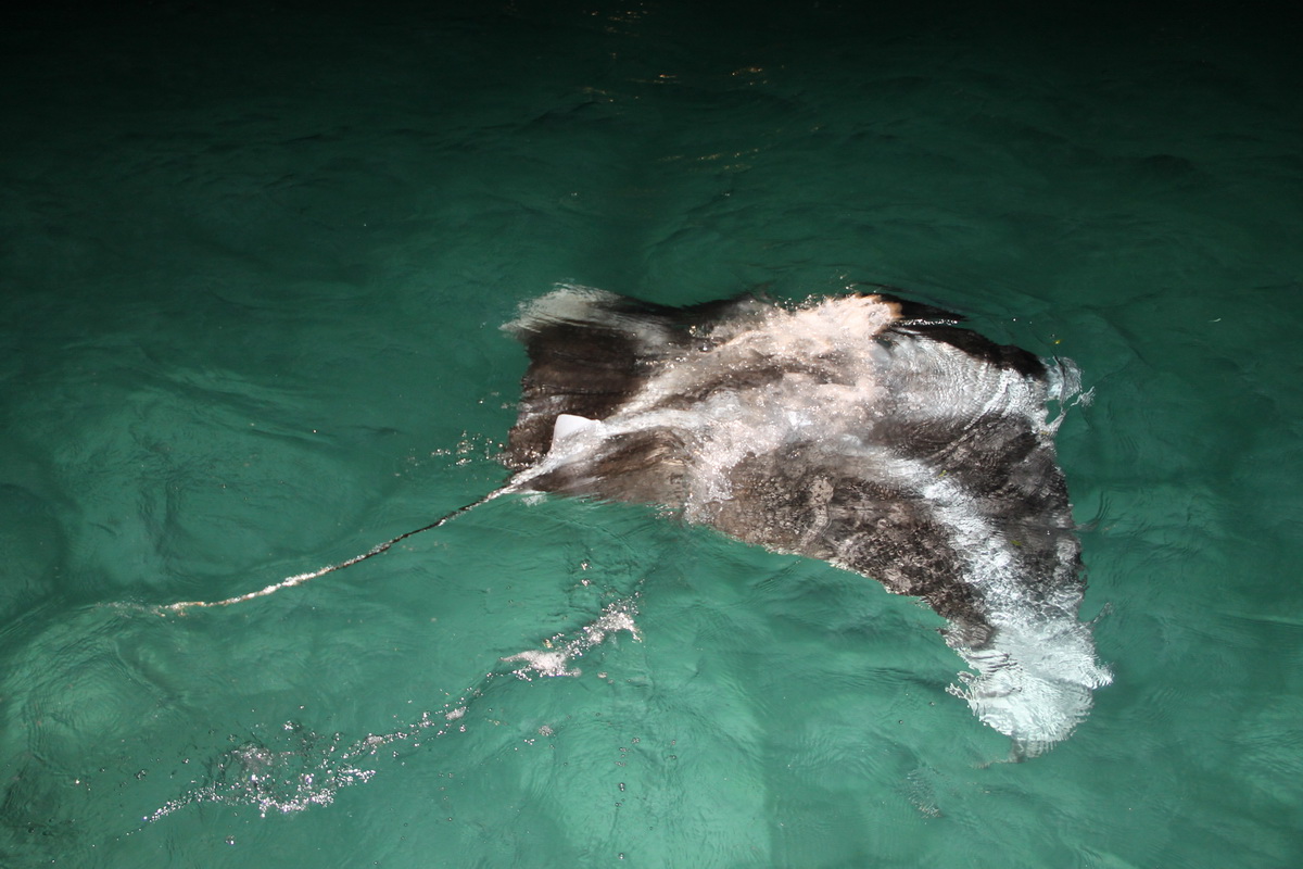 Ручной скат – манта, абсолютно безопасный, очень миролюбивый и симпатичный...