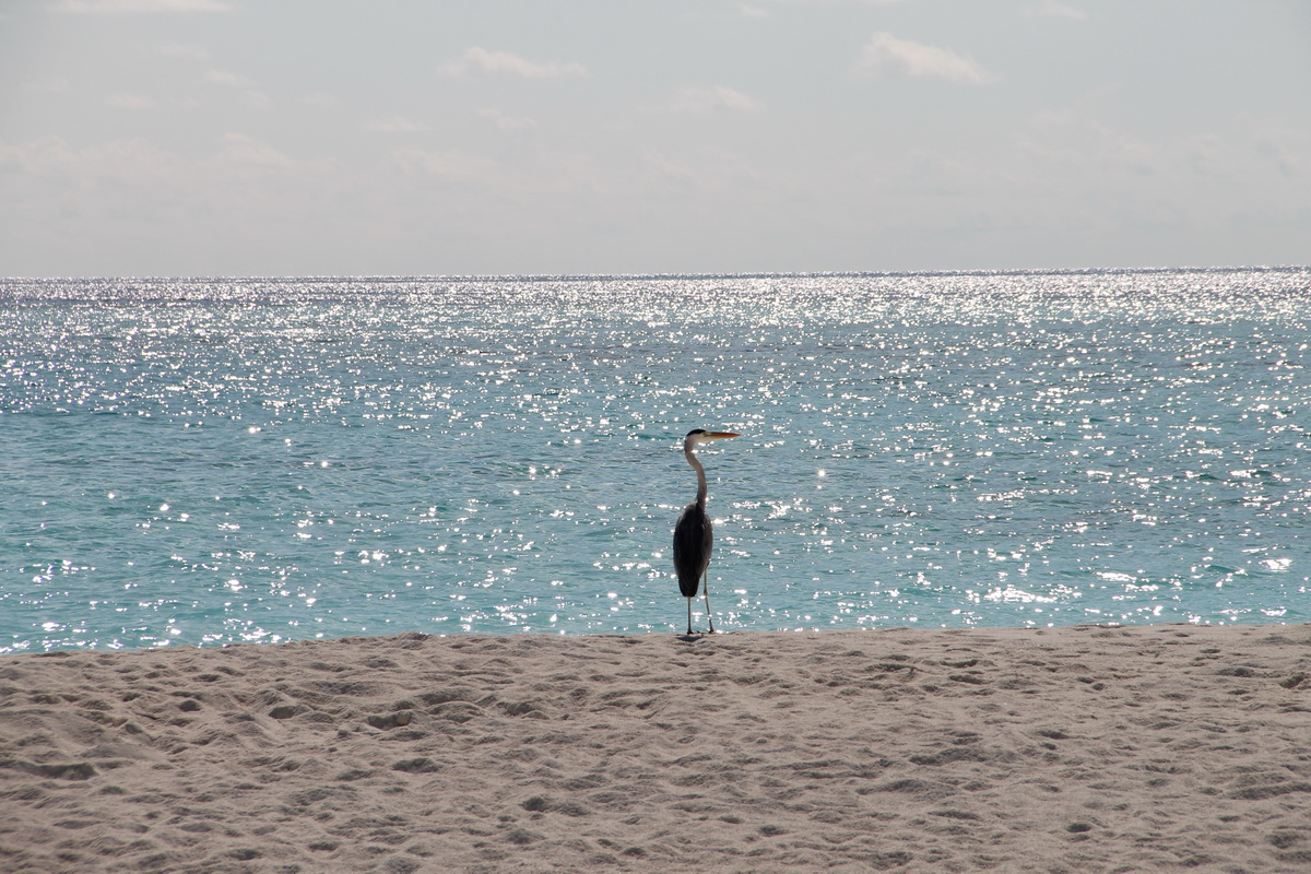 Курорт Lux* Maldives