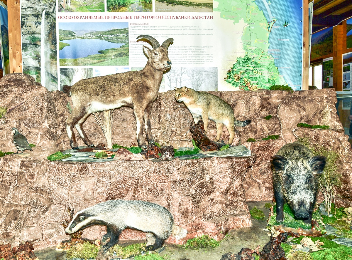 Животный мир Сарыкум разнообразен, © Татьяна Яковлева