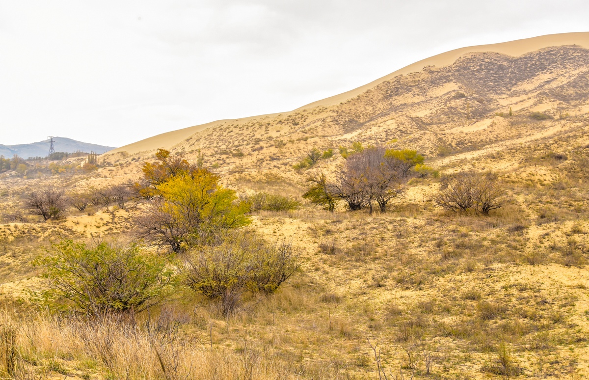 Флора бархана Сарыкум, © Татьяна Яковлева