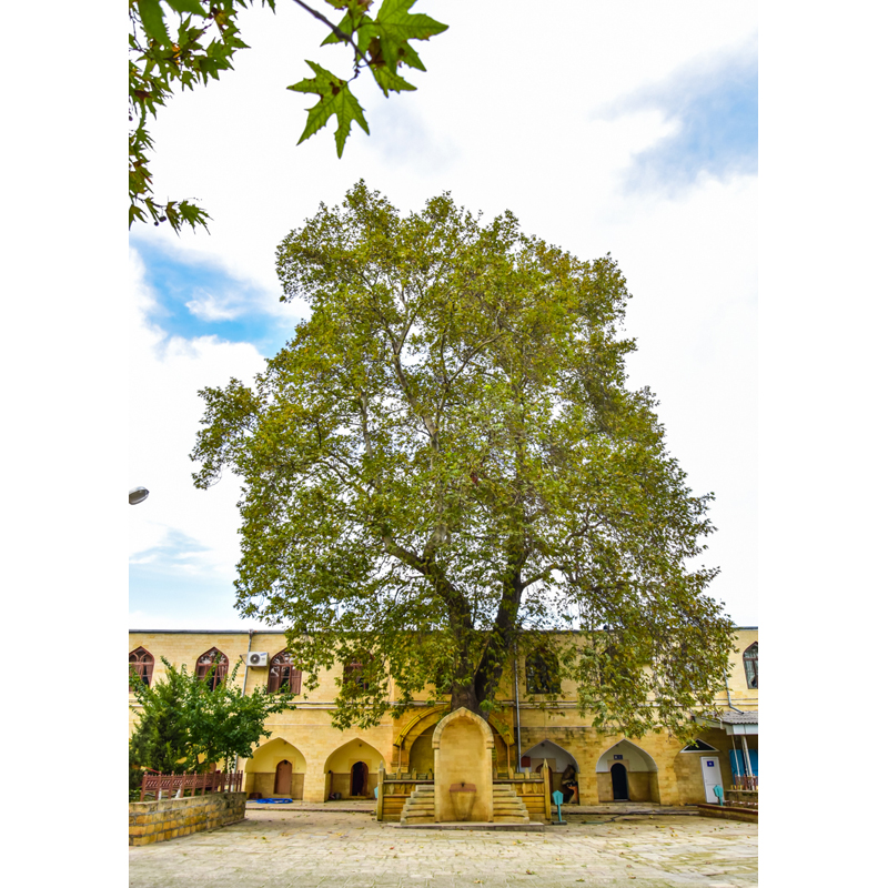 Джума-мечеть. Вековые деревья, © Татьяна Яковлева