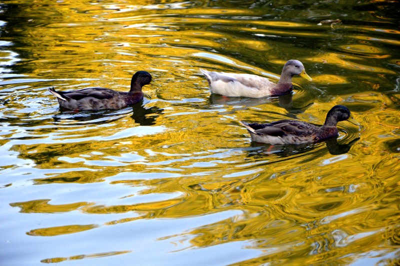 Пруд Городского сада, фото Анастасия Супрун