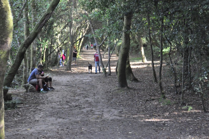 В природном парке городка Виллагарсиа  все растет и свободно и раскованно, фото Константин Исааков