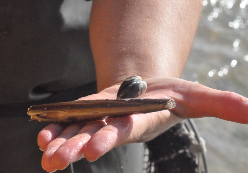 Вот такая парочка может стоить по десять евро, а то и больше, фото Константин Исааков