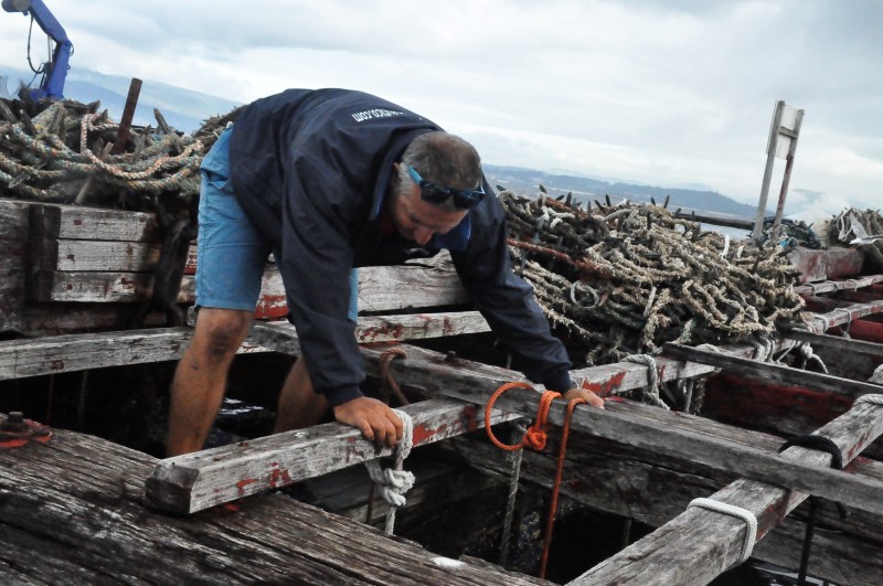 Возвращаем океану улов - на вырост, фото Константин Исааков