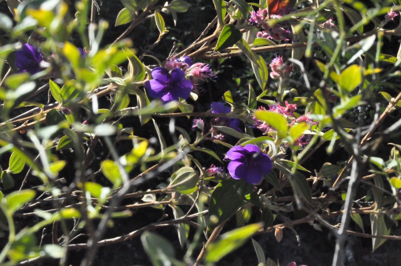 А уж цветы - воплощение страсти..., фото Константин Исааков