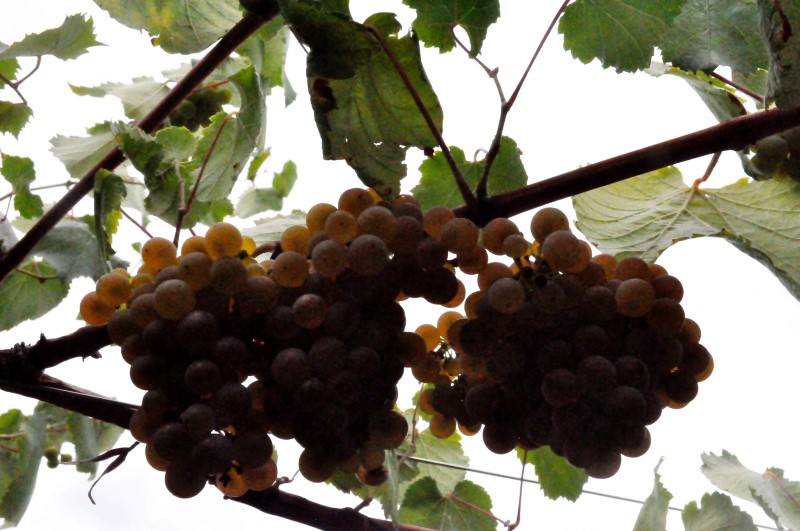 Гроздья просто светятся!, фото К.Исааков