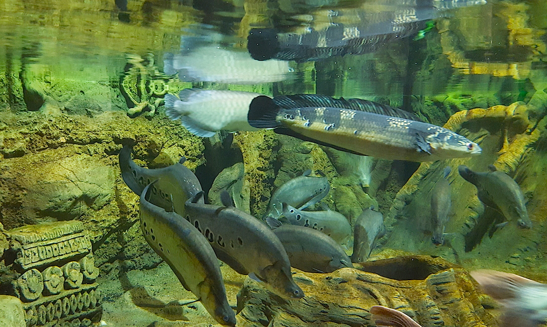 Морские обитатели аквариума, © Мария Нестерова