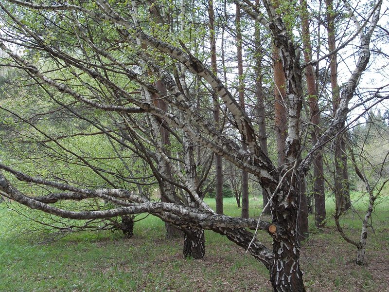 Дендрапарк в Переславле. © Е.Веденьева