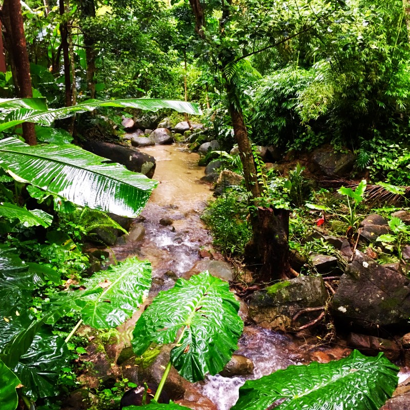 Хайнань славится своими термальными источниками, многие из которых расположены близ тропических лесов , © А. Полянская