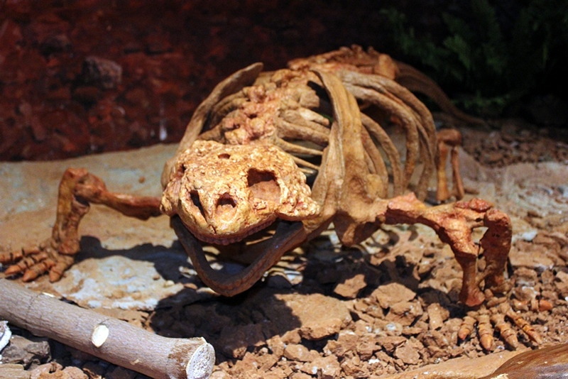 Палеонтологический музей в Кирове, © Е.Веденьев