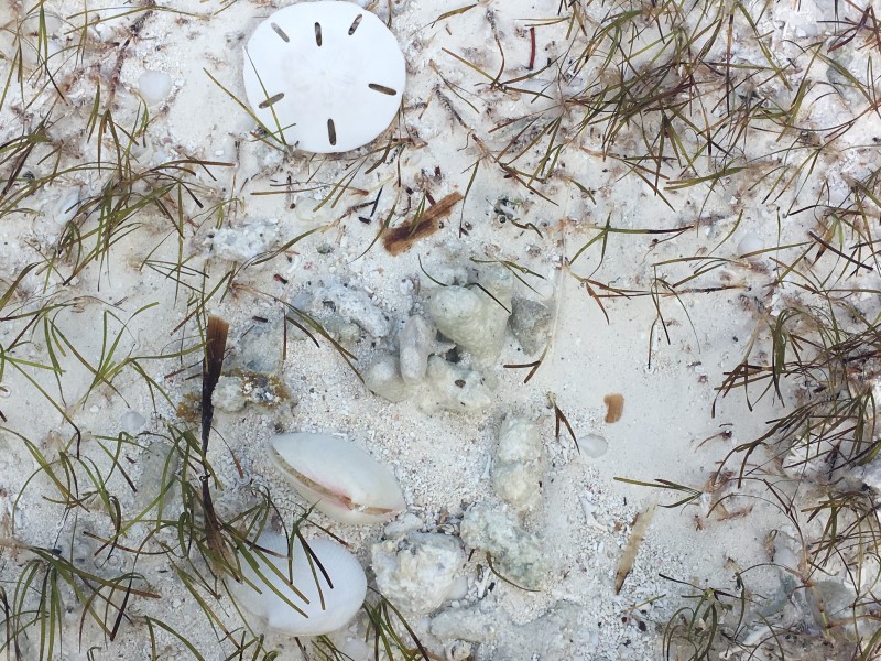  Александра Полянская