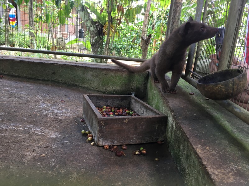 На территории дворца, можно попробовать самый дорогой кофе в мире, производить который помогает зверек лювак, © А.Полянская