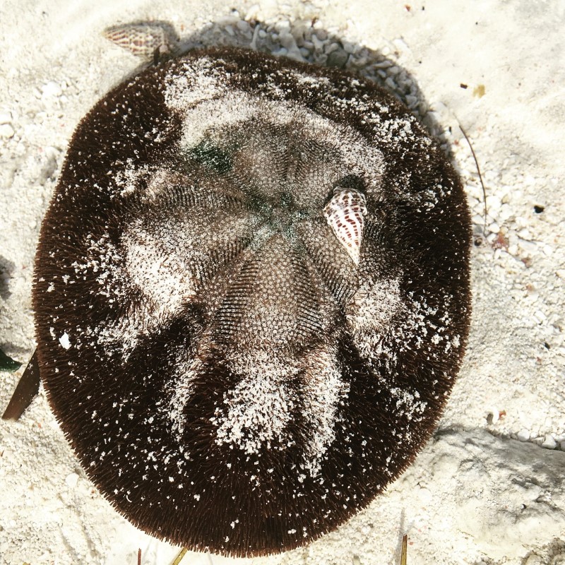  Александра Полянская