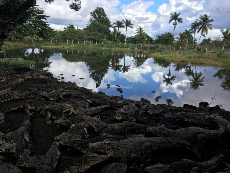 © Александра Полянская