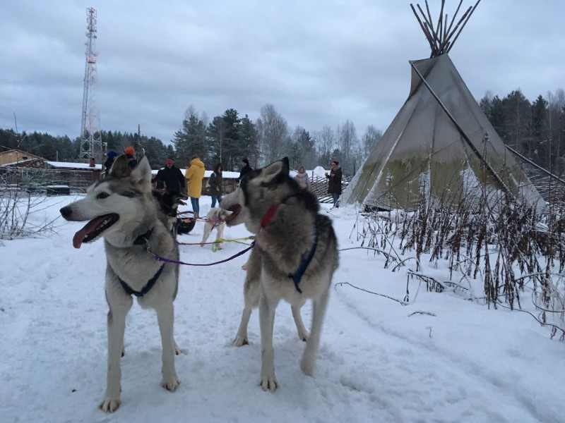 Дружелюбные хаски, © А.Полянская