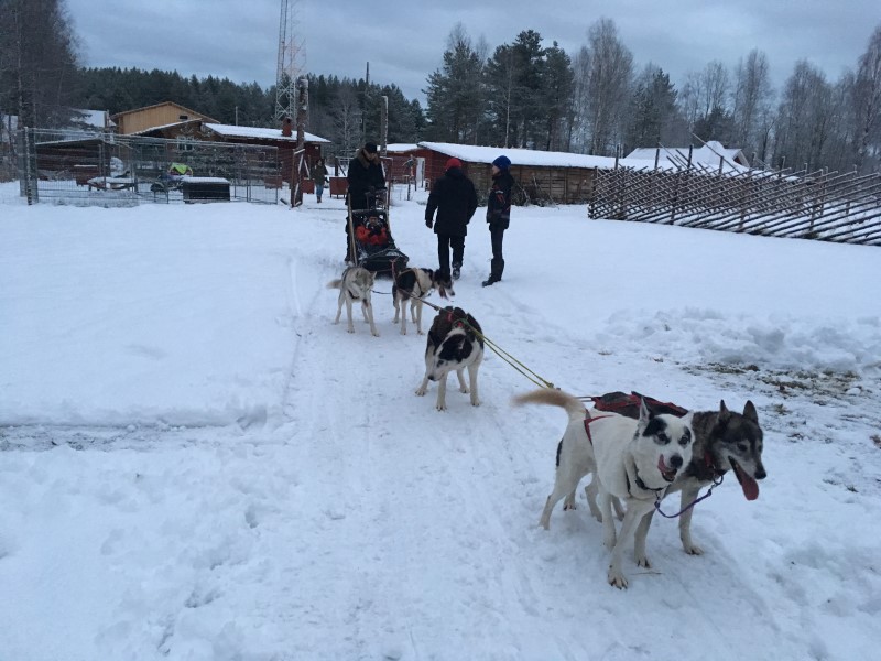 Здесь можно самостоятельно прокатиться на упряжке, © А.Полянская