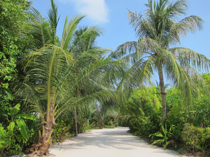 Дорожки на острове из песка, © О.Алексеев