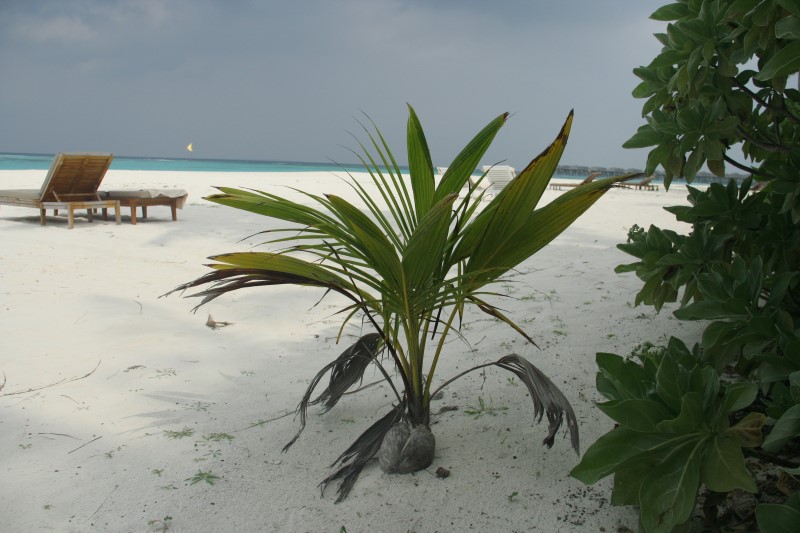 Упавший кокос дает новую жизнь, © О.Алексеев