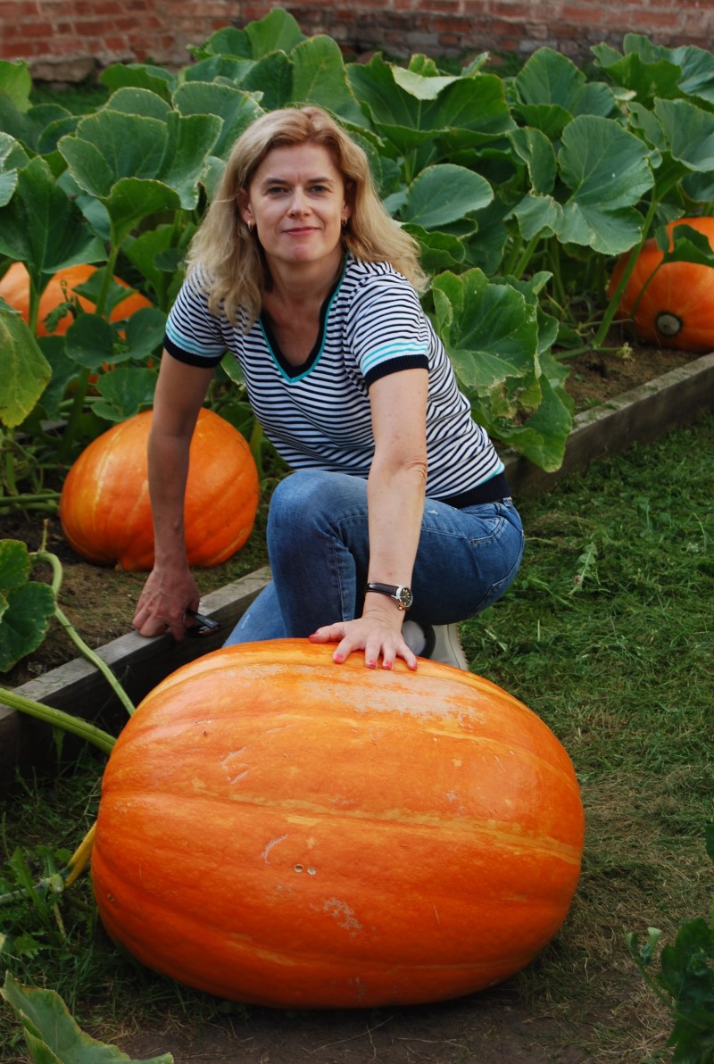 Огромные тыквы могут стать каретой для Золушки, © Лавренова Е.