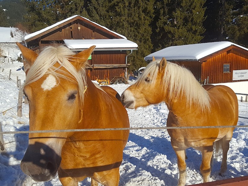 © Нестерова М.