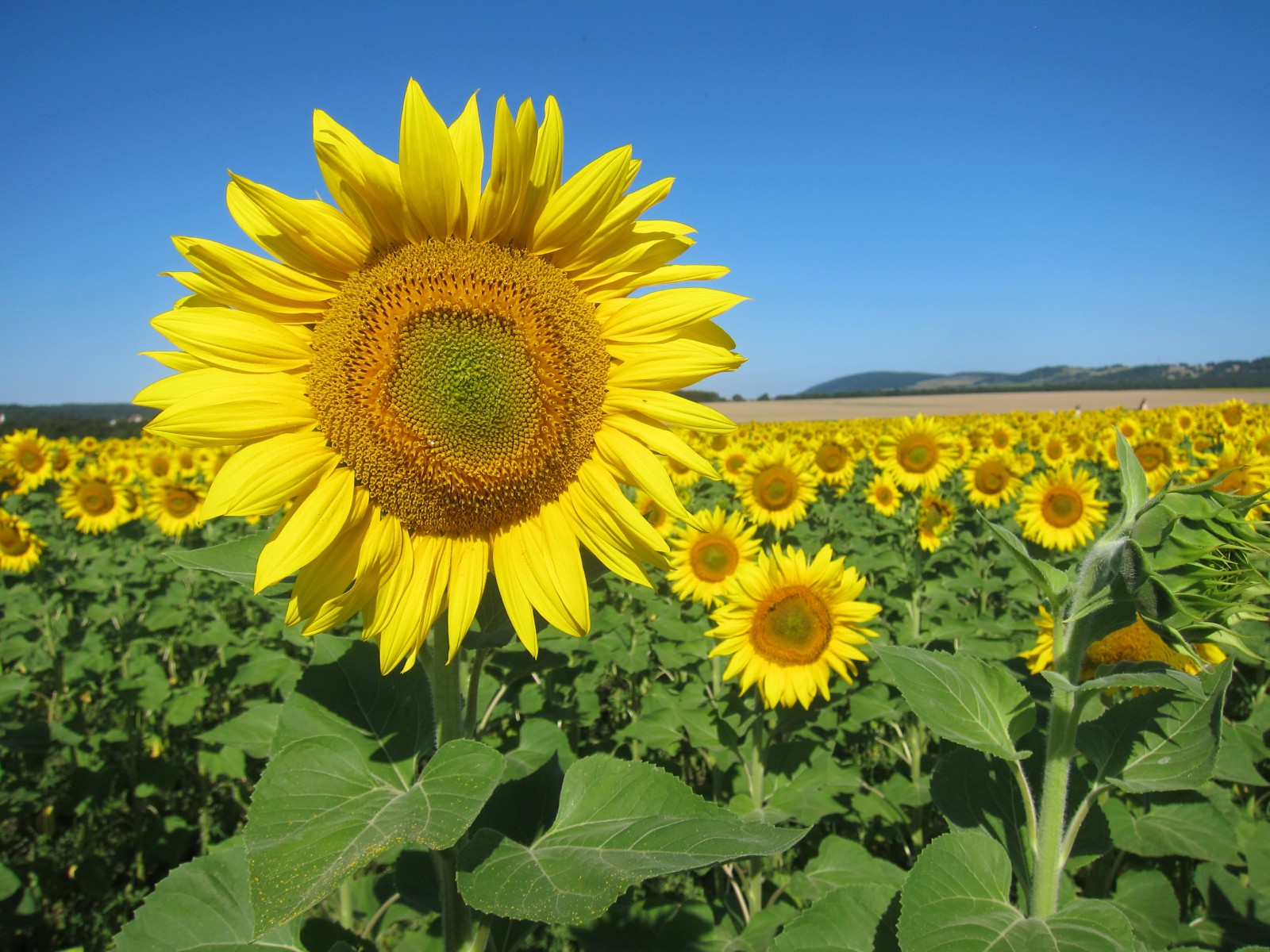 Солнечная Болгария, © Анжелика Бекетова