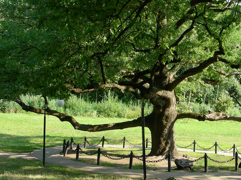 Дуб, возраст которого более 355 лет