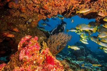 Остров-отель Dhigali Maldives