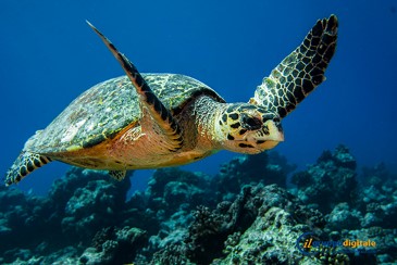 Остров-отель Dhigali Maldives